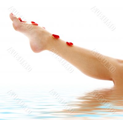 leg with red rose petals in water