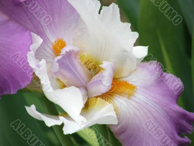 flower of an iris flower of an iris