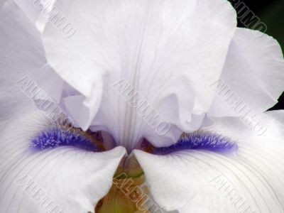 flower of an iris