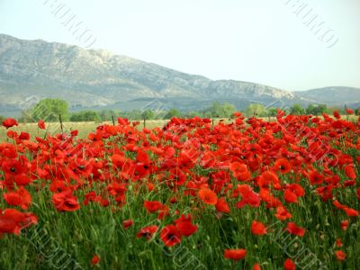 Poppies and mountain