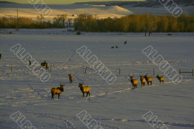 Elk in snow