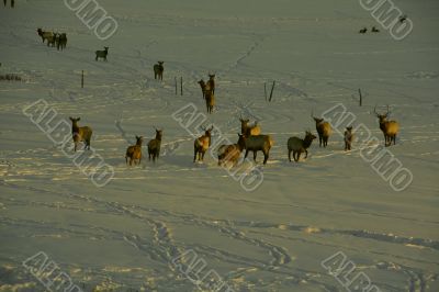 Elk in snow