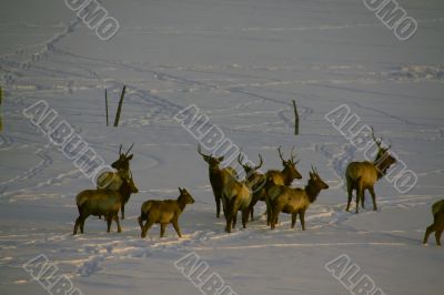 Elk in snow