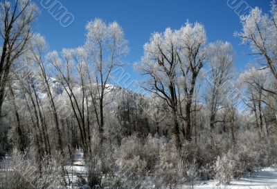 Hoar frost on  trees