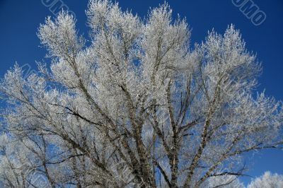 Hoar frost on  trees