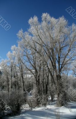Hoar frost on  trees