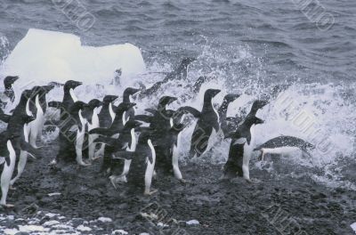 Adelie penguins, jumping into the ocean