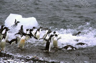 Adelie penguins, jumping into the ocean