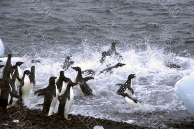 Adelie penguins, jumping into the ocean