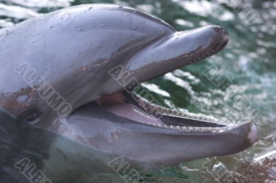 Bottlenose dolphin