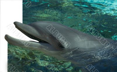 Bottlenose dolphin