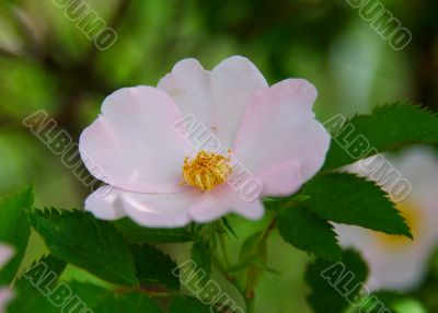Wild rose flower in close-up