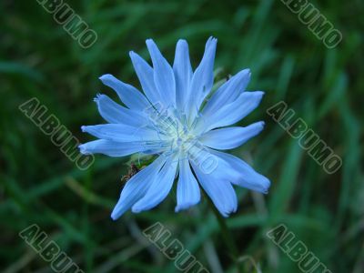 Chicory flower and the blured grass in background