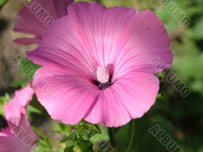 One malva flower