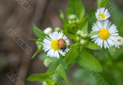 Ladybug