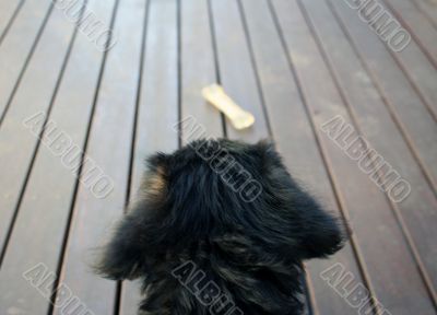 A dog wanting to get a bone