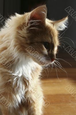 Sillohuette of a ginger cat