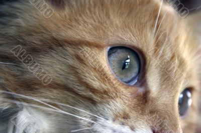 Closeup of a cats eyes