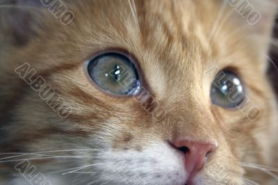Close up of a cats eyes