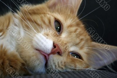A sleeping ginger kitten cat