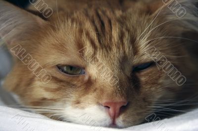 A sleepy ginger kitten cat