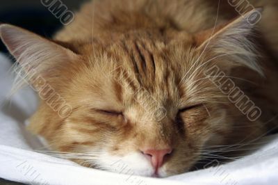 Sleepy ginger cat II