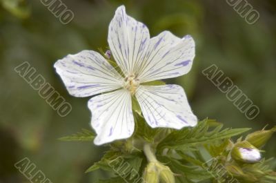 Geranium