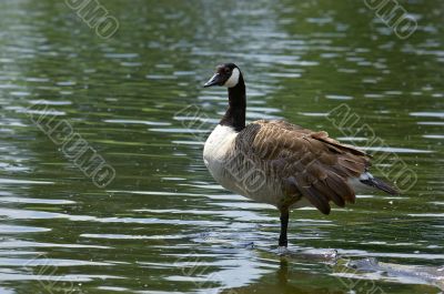 Canada Goose