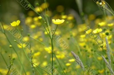 Buttercups