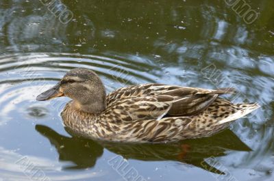 Mallard duck