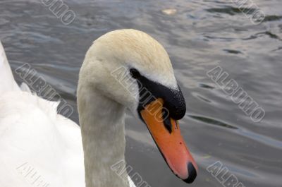 Swan