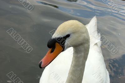 Swan