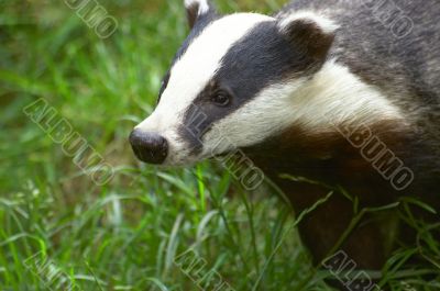 Badger