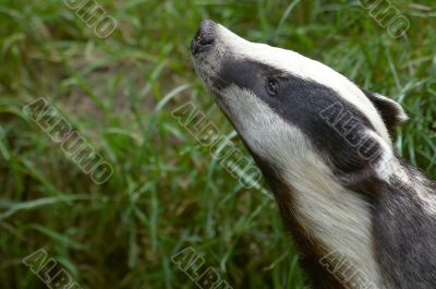 Badger