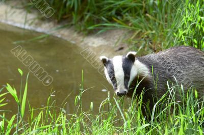 Badger