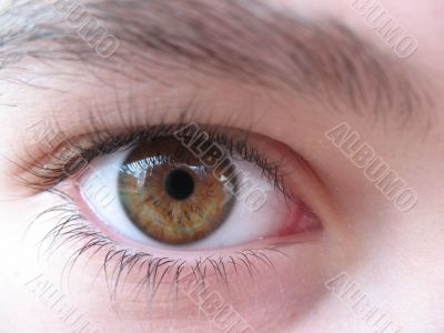 Brown eye Brown eye