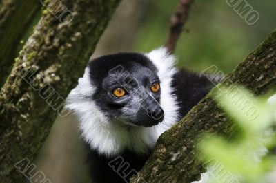 black and white ruffed lemur taken in july 2007