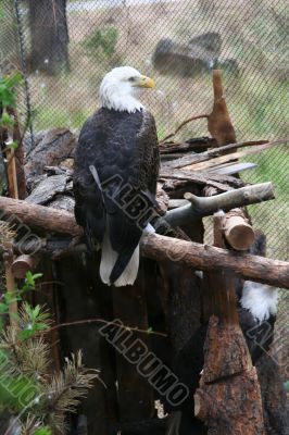 Bald eagle	