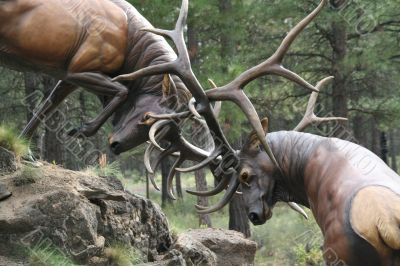 Elk stags fighting