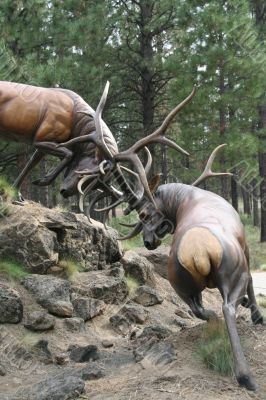 Elk stags fighting