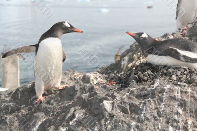 Gentoo penguin, greeting its mate Gentoo penguin, greeting its mate