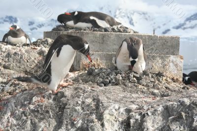 Gentoo penguin, greeting its mate