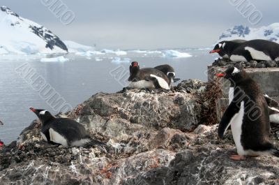 Nesting gentoo penguins