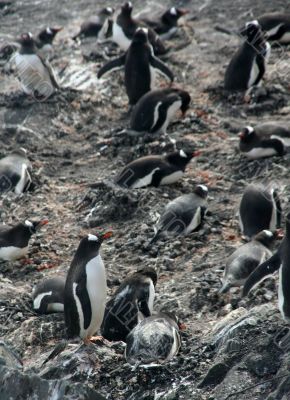 Nesting gentoo penguins