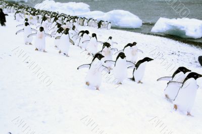 March of the Penguins