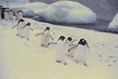 March of the Penguins