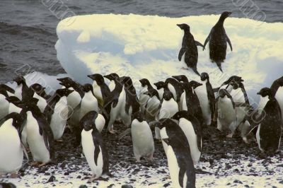 Flock of Adelie penguins