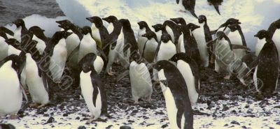 Flock of Adelie penguins