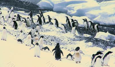 Flock of Adelie penguins