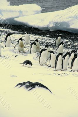 Flock of Adelie penguins